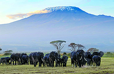 Amboseli National Reserve tour by Apline Holidays