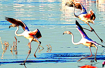 flamingos lake nakuru on an Alpine Holidays Tour